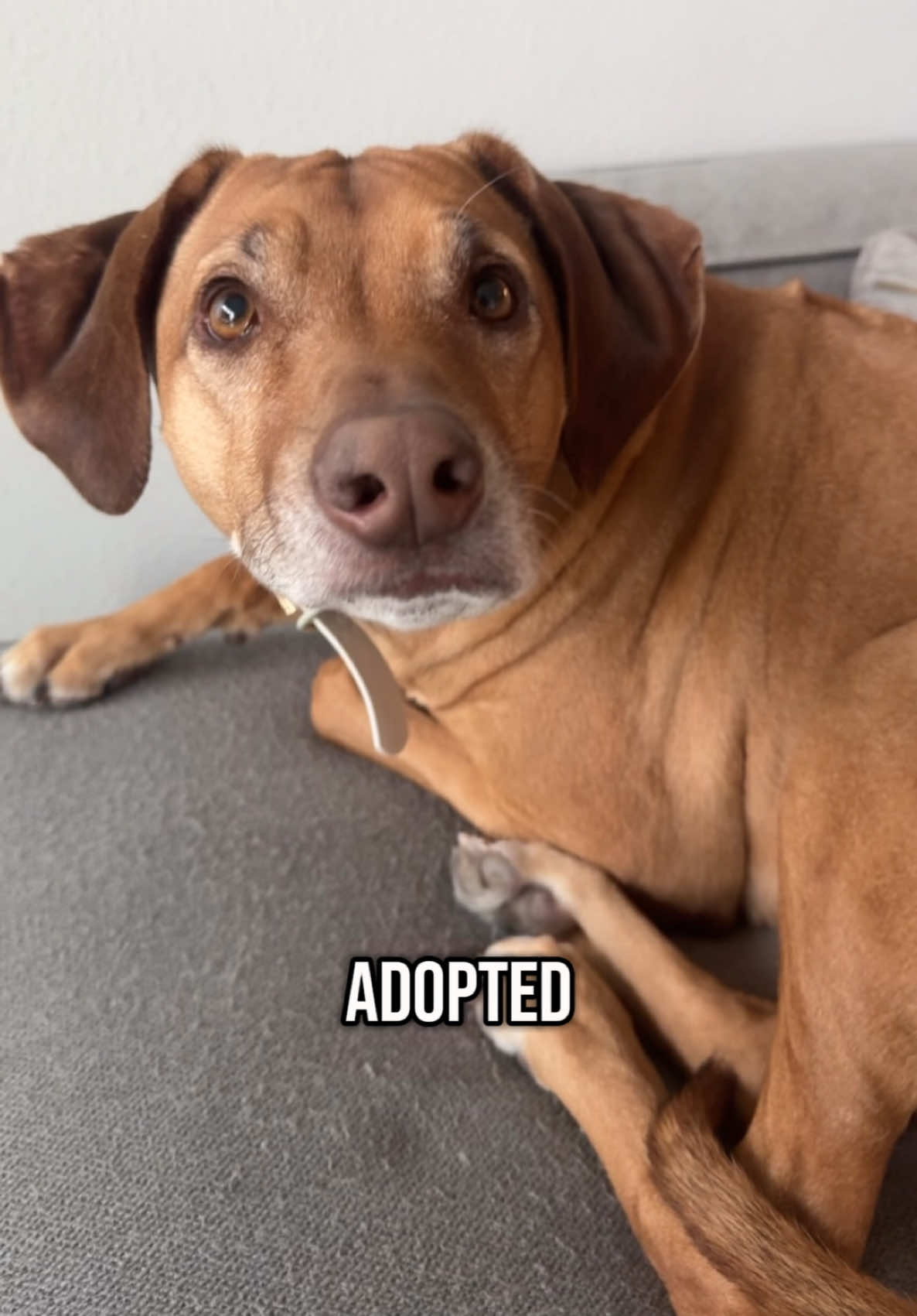 Her utter disbelief that I, in fact, didn’t birth her 🥺😭 #dogsoftiktok #furchild #fyp 