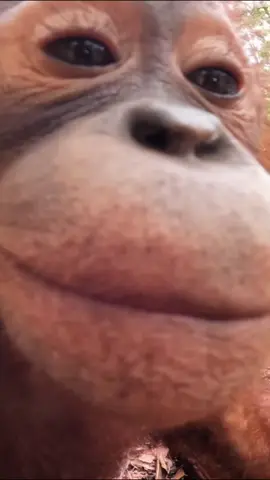 Orangutan Core #cuteanimals #orangutan #animalsoftiktok #wildlifephotography 
