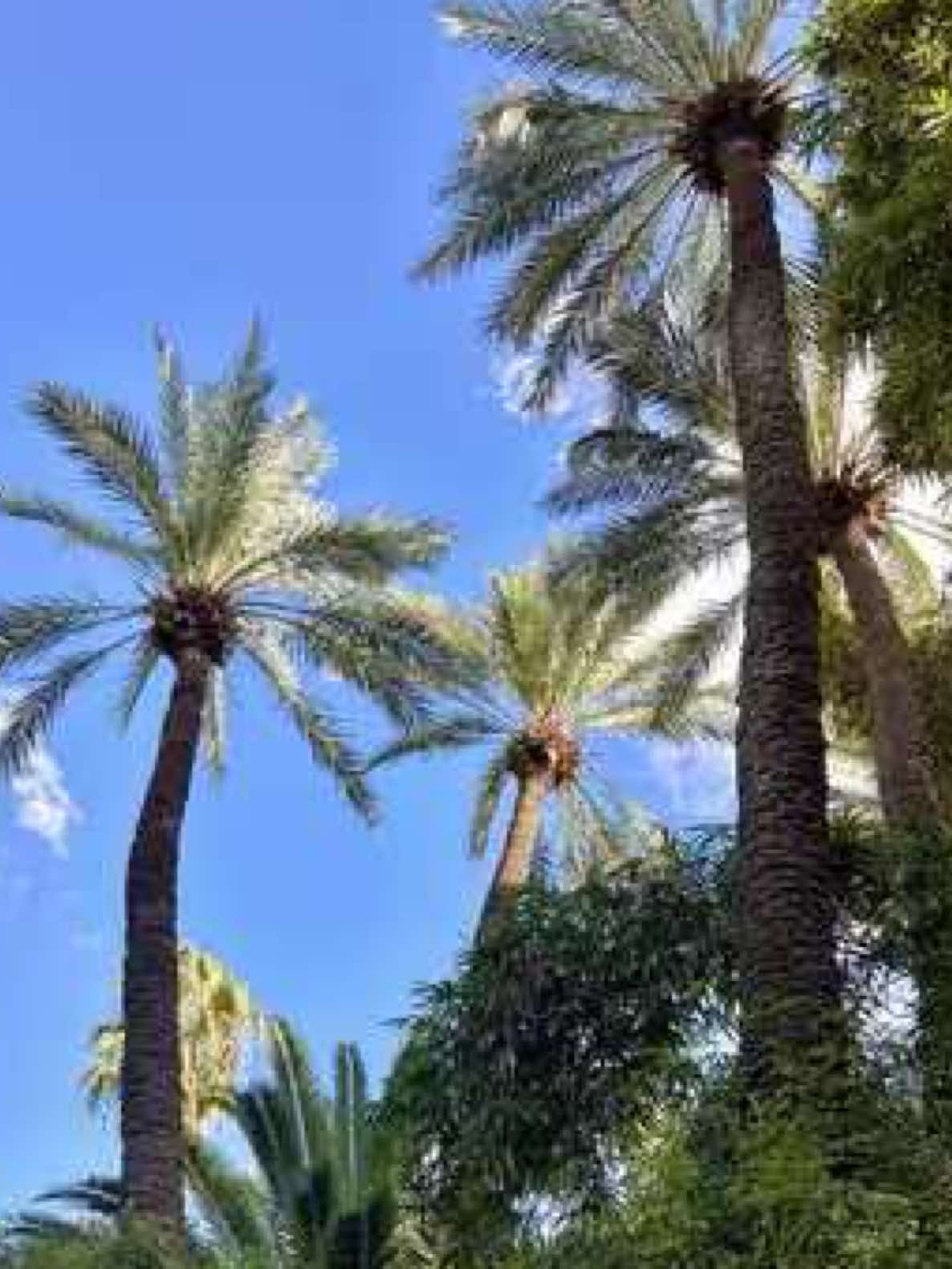 #morocco #morocco🇲🇦 #marrakech #sightseeing #travel #مراکش #مغرب #beauty #dance #beautyofmarroco 
