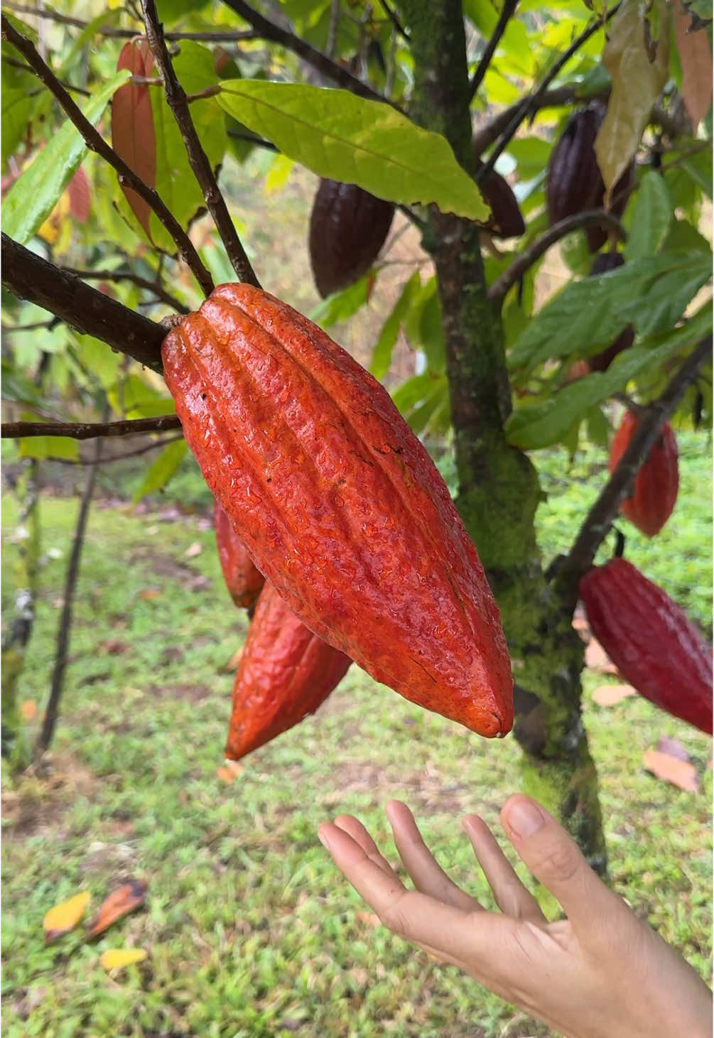 Cacao ASMR 😍🐑❤️ #cacao #cacaotree #rawchocolate 