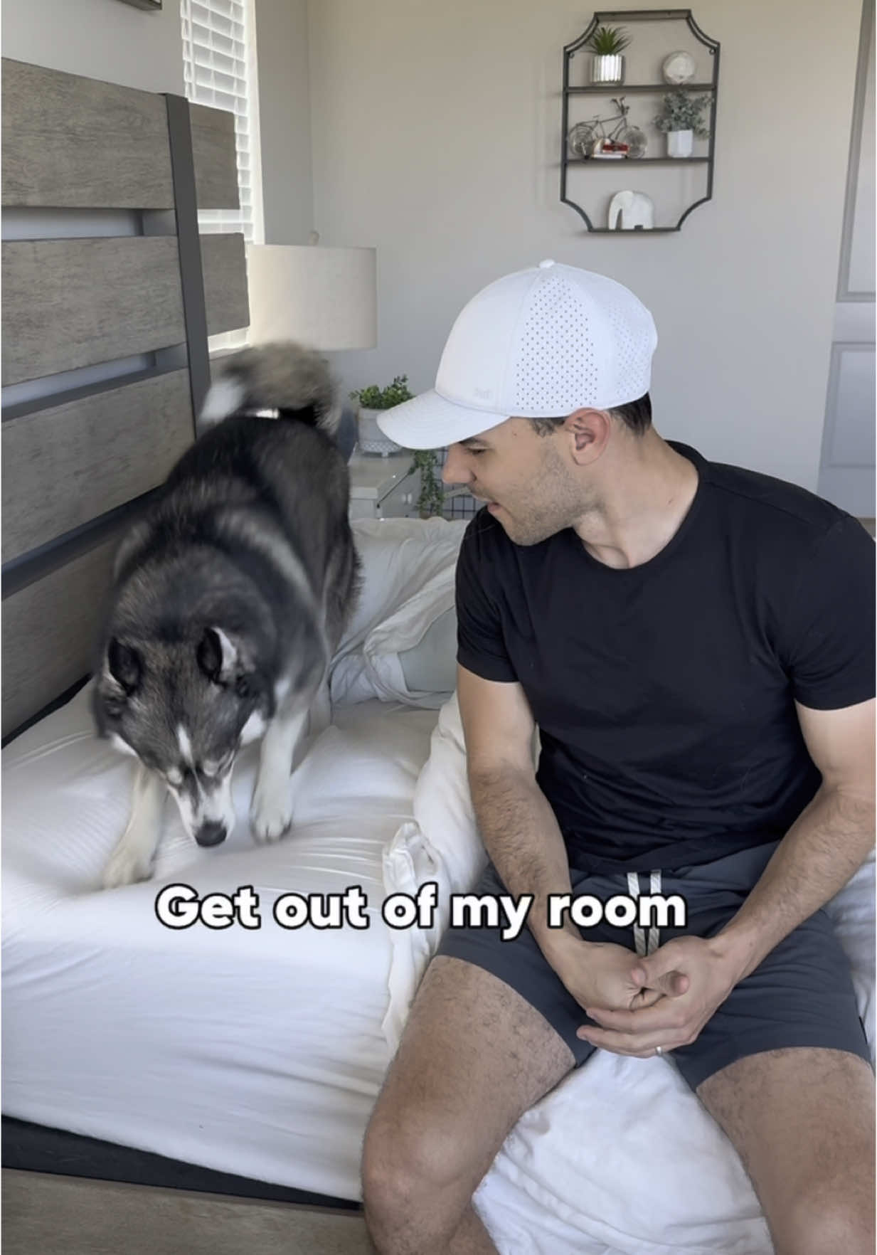 Will the spare ever learn his lesson?  #dogsoftiktok #dogsoftiktokviral #dog #dogs #husky #huskies #doglover 
