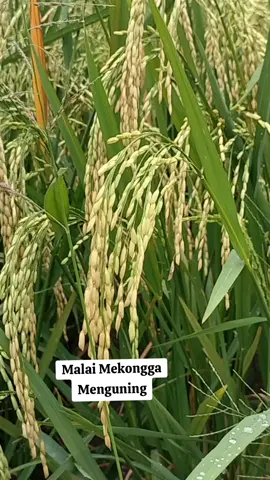 Padi Mekongga Mulai Menguning #petani #petanipadi #petanimillenial #petanimuda #padi #sawah 