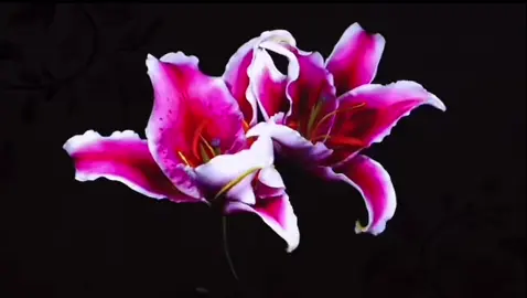 I love flowers 🌷 #edit #flowersopening #asethetic #aestheticedits #fypシ #foryoupage 