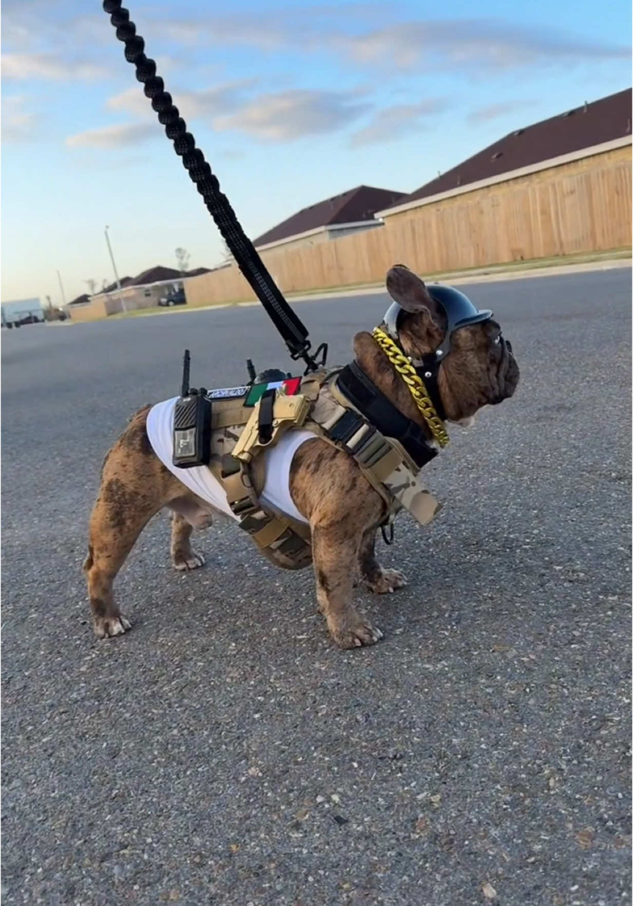 #casharchivaldo #bulldogfrances #dogcosplay #dogoftheworld #frenchielife #petcomedy #dogsquad #OOTD 
