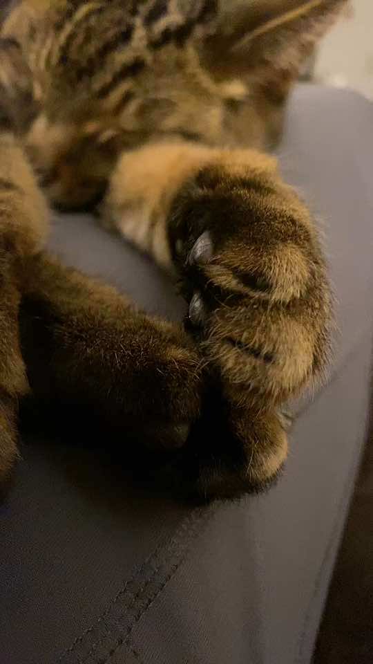 Good night my friends. Higgins is dozing on my lap. 😂 He’s as cute as a cat can be when he’s asleep, but when he’s awake he’s a terror. Xo  #catsofinstagram #catsleeping #catsleeping #goodnight #cutecat #cutenessoverload 