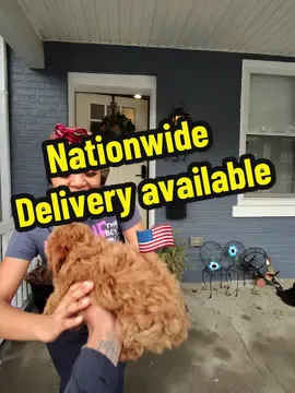 #poodle #toypoodle #puppy #pet #PetsOfTikTok #pets #minipoodle #strictlypups #frenchbulldog #dmv #philly #nyc #jersey #delaware 