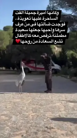 #وكانّها أميرة جميلة القت الساحرة عليها تعويذة ، فوجدت ضالتها فى من عرف سرها وأحبها جعلها سعيدة مطمئنة،ترقص معه كالاطفال تشع السعادة من روحها♥️