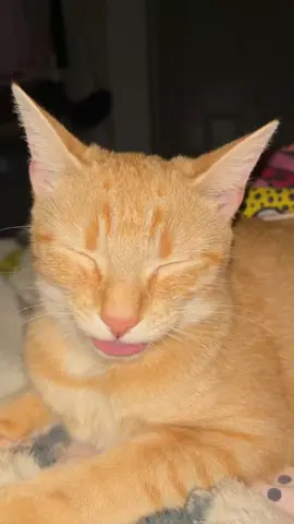 freaky cat #fyp #cat #catsoftiktok #funny #viral #blowup #blowupovernight #foryoupage #fypシ #getmefamous 