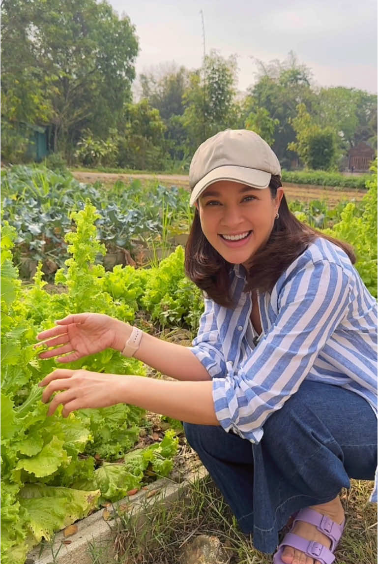 อวดผัก @Sirin Farm กับเพื่อน @bussakornwongpuap  #สิรินทร์ฟาร์ม #หน่อยบุษกร #แหม่มคัทลียา #คาเฟ่เชียงราย #เชียงราย #mcintosh 