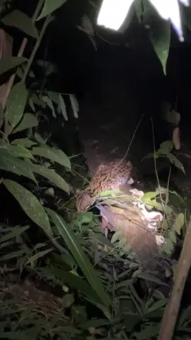 เสือปลา #แมวป่า #สัตว์ป่า #ธรรมชาติ 