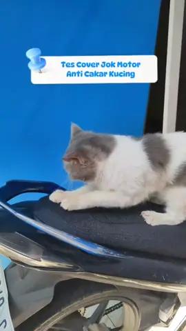 Rekomendasi Cover Jok Motor Anti Cakar Kucing  #coverjokmotor #coverjokmotormurah #coverjokmotoranticakarkucing #coverjok #sarungjokmotor #sarungjokmotoranticakarkucing 