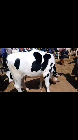 রমজান মাসে ফ্রিজিয়ান বকনা কেমন দামে বিক্রি হচ্ছে #viraltiktok #ফ্রিজিয়ান #viral #tending #capcut 