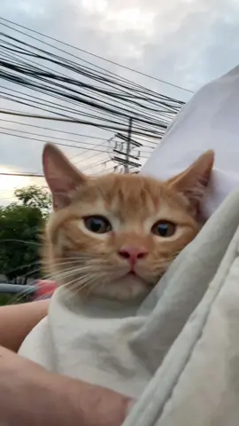 Dulu kalau dodo dibilang bsh pasa ga percaya hehe skrg udah berubah deh jadi kucing gembul #kucing #vitaminkucing #kucinglucu 