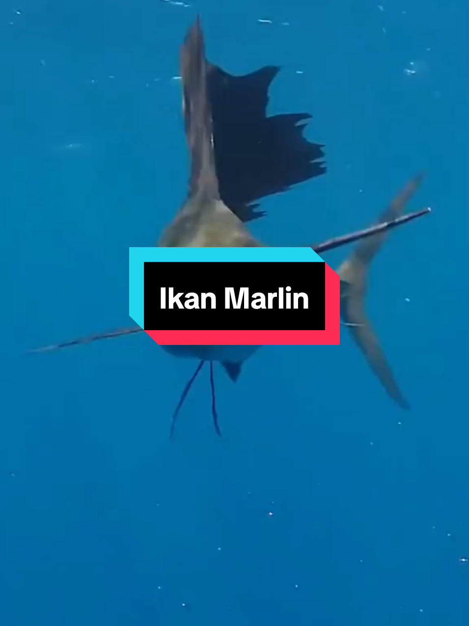 Marlin, Si Pelari Cepat di Laut! #fyp #fypシ゚viral #faktaunik #marlin #marlinfishing 