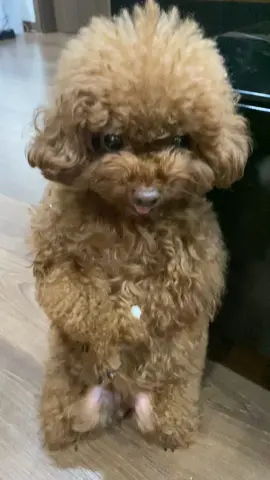 giận rớt cục kẹo #cunyeu #fyp #dog #cute #pet #thucung #poodle #bunquystoc #puppy 