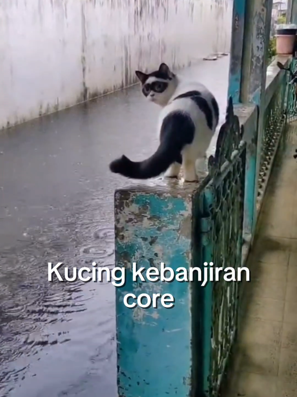 Kucing kebanjiran core #banjir #kucingkebanjirancore #videolucungakak 