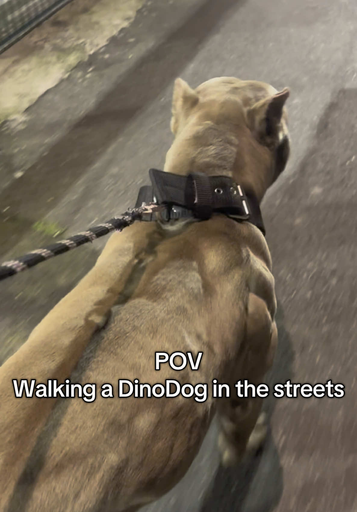 Walking a DinoDog in the streets 🦖 - - - - - - #pourtoi #forupage #foryou #bully #xlbully #viral #video #viralvideos #viralvideosofficial #power #sport #viral_video #bullymale #foryoupage❤️❤️ 