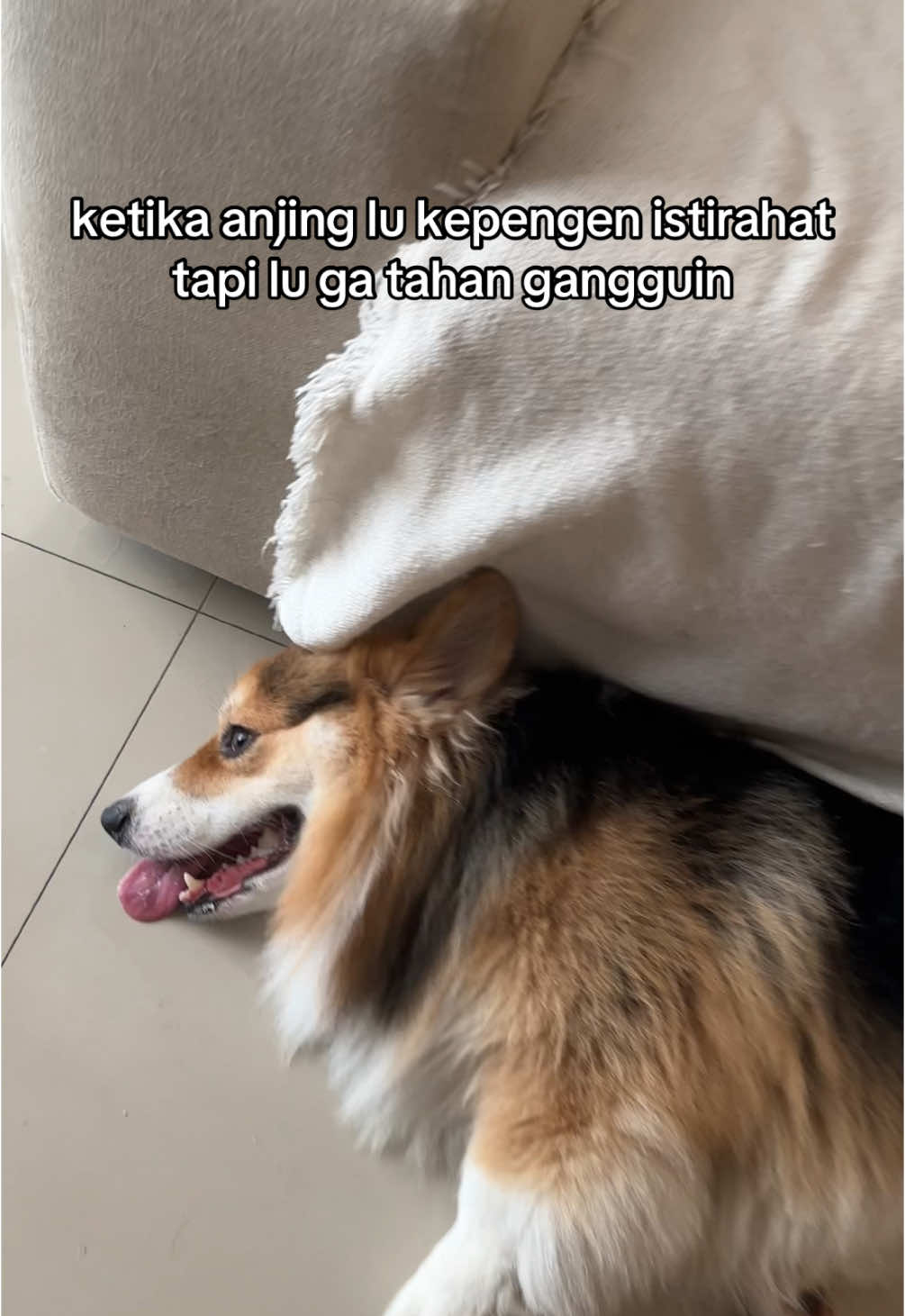 🐶 “cape lah jadi anjing lucu, mau istirahat aja digangguin”
