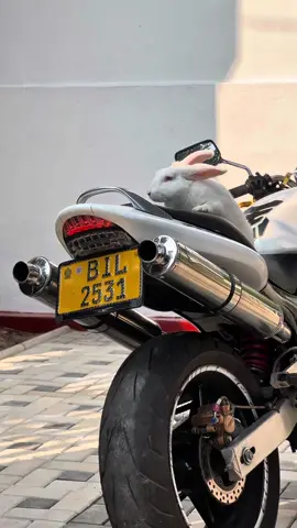 මගෙ ලස්සන සුදු බෝලෙ🤍🥺🕊️#fyp #tiktokviral #dreamdriveautos #BIL2531 #hornetridersclub 
