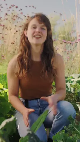 This course is designed to equip you with the skills, knowledge and confidence you need to get growing. The course is split into 8 compact modules, so you can fit it in around a busy schedule. We’ll be covering topics like:
 🌱 How to decide what to grow
 🌱 How to set up a new growing space
 🌱 Soil and making compost
 🌱 Wildlife friendly gardening
 🌱 How to plan for the year ahead
 🌱 Raising plants (sowing seeds, taking cuttings, dividing plants)
 🌱 Dealing with pests and weeds
 
 The course also comes with free copies of my ebook and planting plan, to give you truly give you everything you need to start growing fruit and vegetables.
 #chillies #gyo #growyourown #growyourownfood #selfsufficient #homestead #smallholding #garden #lovegardening #kitchengarden #veggarden #greenhouse