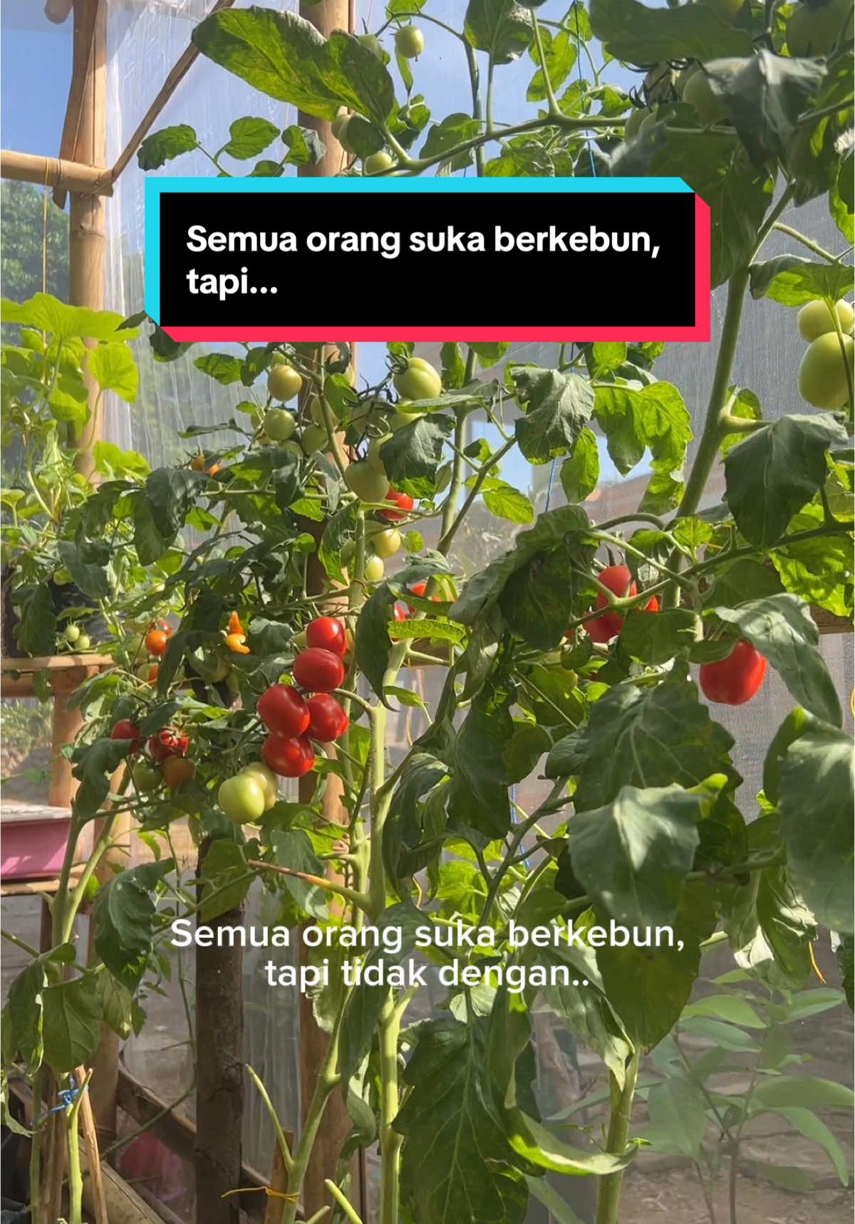 Padahal mereka lucu🐛🪱 #gardeningwither #JelajahRamadan #slowliving #countryside #fypシ #fyppppppppppppppppppppppp #ngabuburit 