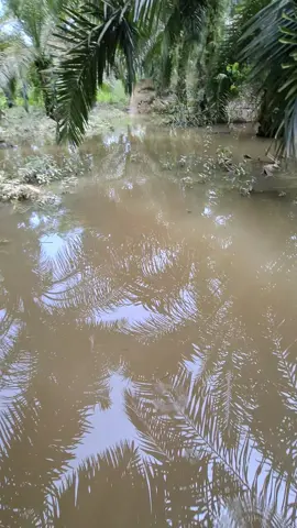 banjir gess#panensawit #petanimuda #petaniindonesia🇮🇩🇮🇩🇮🇩🌿🌿 #fyp #banjir 