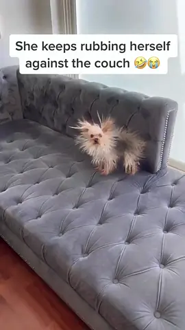 Dogs and static electricity #dog #foryou #dogs #dogsofttiktok #funny 