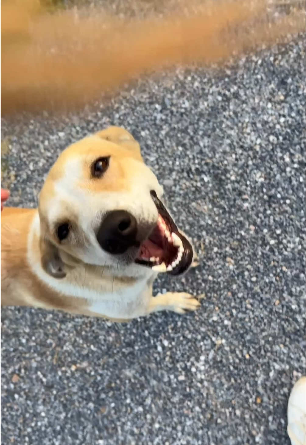 Please always be kind to the street dogs if you see them!! Buy them some food or just give them some love - they didn’t choose this life💔 They are grateful for anything and will remember you the next time they see you, if you give them just a little bit of your time