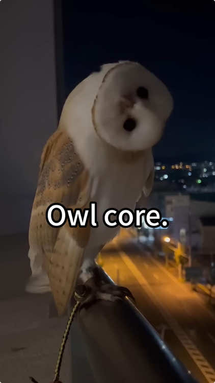 Owl core😂🤣#owl #owlhouse #owls #owlsoftiktok #owllove #parrot 