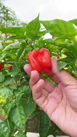 Panen cabai KatoKon yang super pedas #fyp #mumtazgarden #berkebun #fyp #berkahramadhan #kebunrumahan 
