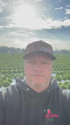 #sunflowers #farmlife #zinnias #farmer #farming #freshfromflorida 