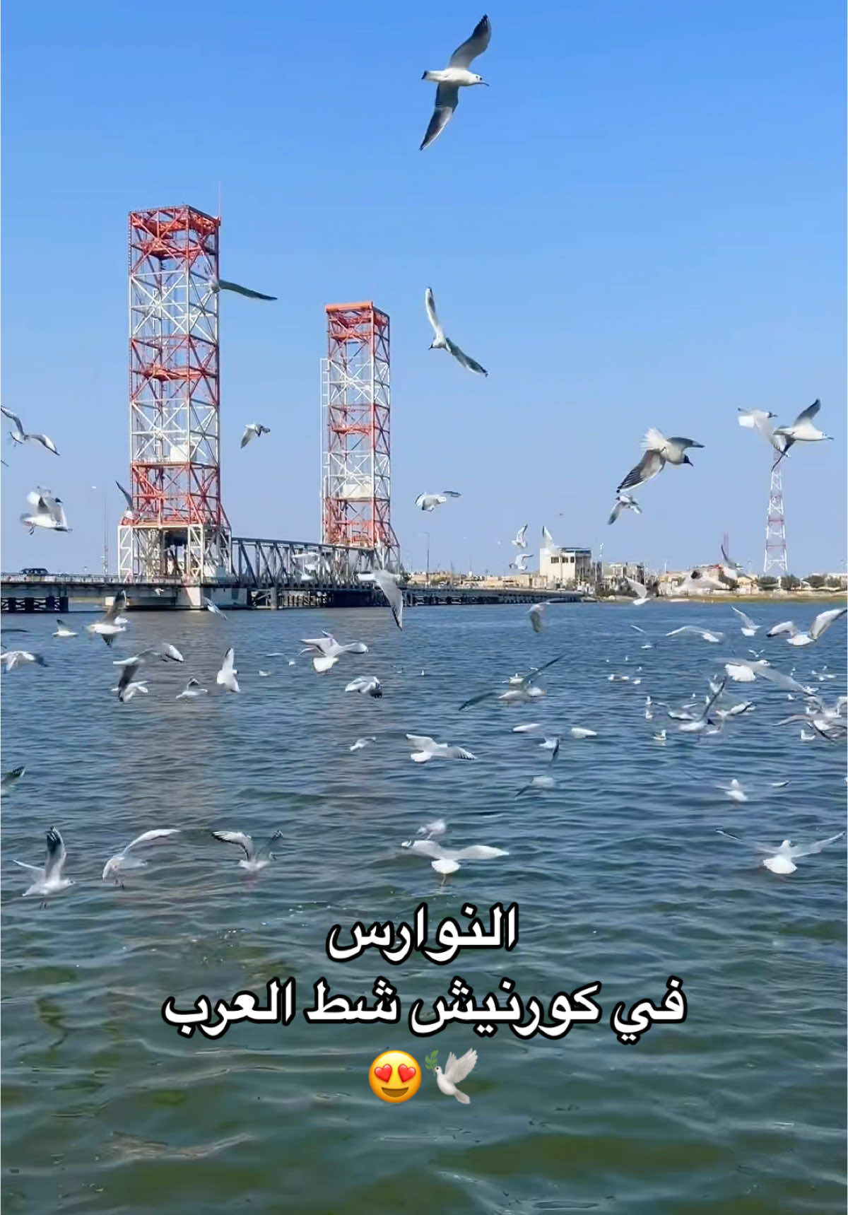 النوارس في كورنيش شط العرب  #العراق🇮🇶❤️ #البصرة #كورنيش_شط_العرب #الحوطة_بصرة_شط_العرب 