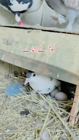 Kabootar Ne Eggs Da Dia #kabootar #kabootarlover #kabootarbaazi #kabootaregg #pigeonlovers #minizoo #gabbarpethouse #petslovers #pets #foryou #foryoupage #unfrezzmyaccount @Rehman Ch Vlogs 
