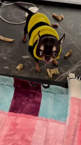 happy chihuahua #usa_tiktok #dogsoftiktok #funnymoments #pet 