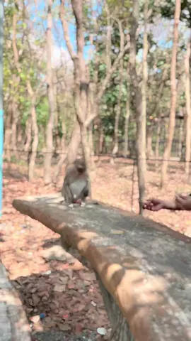 🐒 
