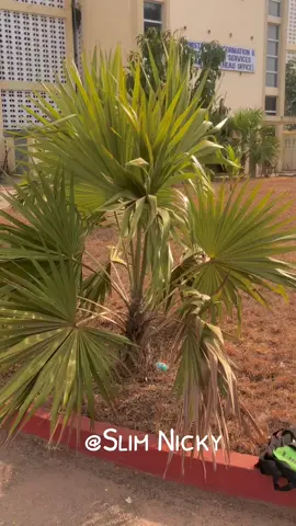 Happy international women’s  day  The main character Energy activated 🔥🔥Dc:@Damel👽 #dancechallenge #ghanatiktok🇬🇭 #jehova #dance #fyp @||•_Asaa incredibLe •||🕊🇬🇭 @💚🇺🇸4PF GodFirst💚🇺🇸 @🧸Slim Nicky👱🏻‍♀️___Official 