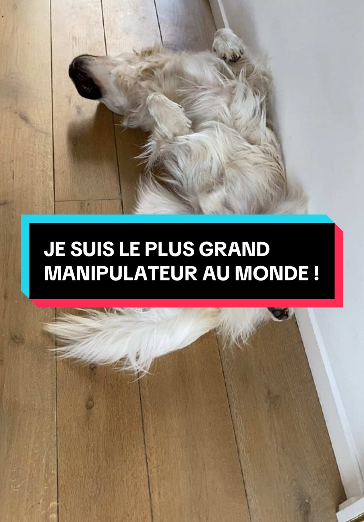 UN PETIT ❤️ POUR CE GRAND MANIPULATEUR 😅😜🤣😍🐾 #pets #chiendrole #chiensurtiktok #goldenretriever #drole #manipulateur 