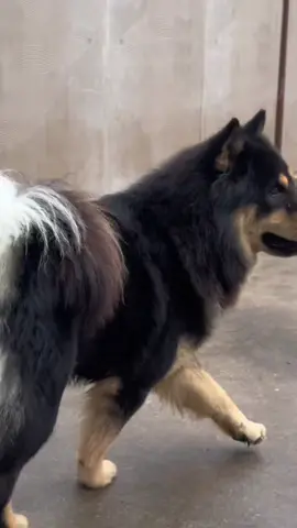 ##DogTraining #TrainedDog #Pawesome #FurryFriend #GoodBoy #CanineCompanion #PetLove #DogLife #HappyPup #ObedientDog 