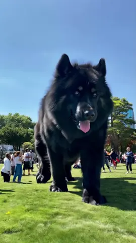 That's a big boy #foundfootage #husky #giantdog #aiart 