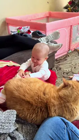 Cats & Babies 😻😂 #kitten #funny #funnycat #funnypets #funnyanimals #funnycatsoftiktok #cutecat #catlover #catsoftiktok #cats 