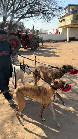 Travelling To National Coursing Club  #CapCut #1millionaudition #fyp #trending #foryou #foryoupage #duet #100k #doglover #hunting #mandibahauddin #greyhound #coursingdogs #fypシ #nephew 