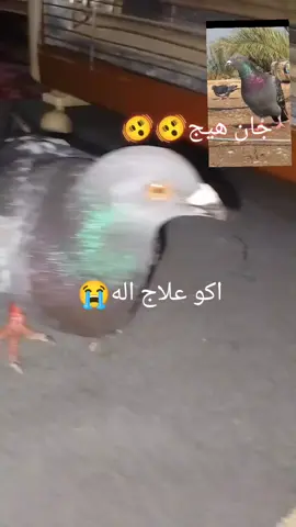 عين ما صلت علالنبي