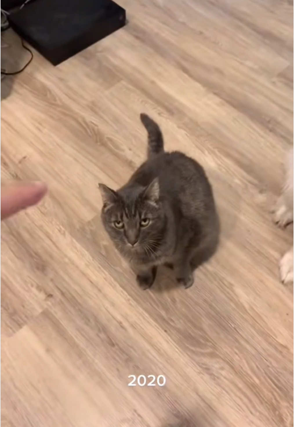 There was this one time when Harry smacked Watson in the face and ever since he is kinda good boy but not super good boy, just saying. #funny #cat #dog #goldenretriever #cute