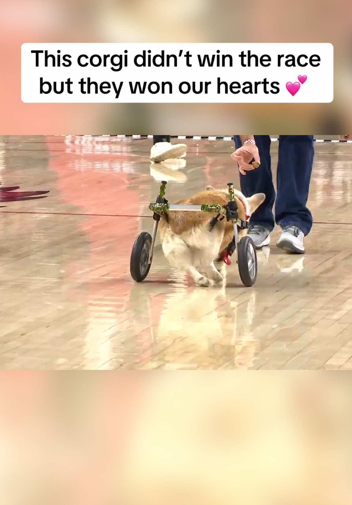 good dog #corgi #dog #dogsoftiktok #corgisoftiktok  🎥: Jack Allen / X
