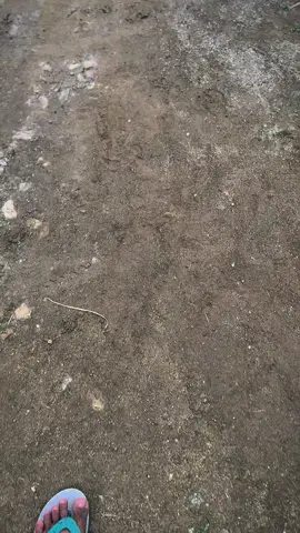 Panglima  #gafaroproject #gafaroprojectjaya #fyp #fypシ #ayam #peternak  #ayamsuper # #xyzabc #ayambangkok 