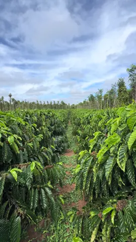 Cà Phê  𝗫𝗮𝗻𝗵 𝗟𝘂̀𝗻 𝗧𝗵𝘂̛̣𝗰 𝗦𝗶𝗻𝗵 19 Tháng Tuổi - Đ𝗮 𝗧𝗵𝗮̂𝗻 & 𝗧𝗵𝗮̉ 𝗡𝗴𝗼̣𝗻 - Mong Cô Chú Góp Ý Kiến  #caphe #capheday #tgcg 🌏#thegioicaygiong #nongnghiep #nongsan #nongdan #caphedathan #caphethangon #caphexanhlun #caxanhlun 