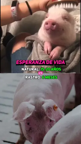 La cruel diferencia en su esperanza de vida 🐷🐥🐄
