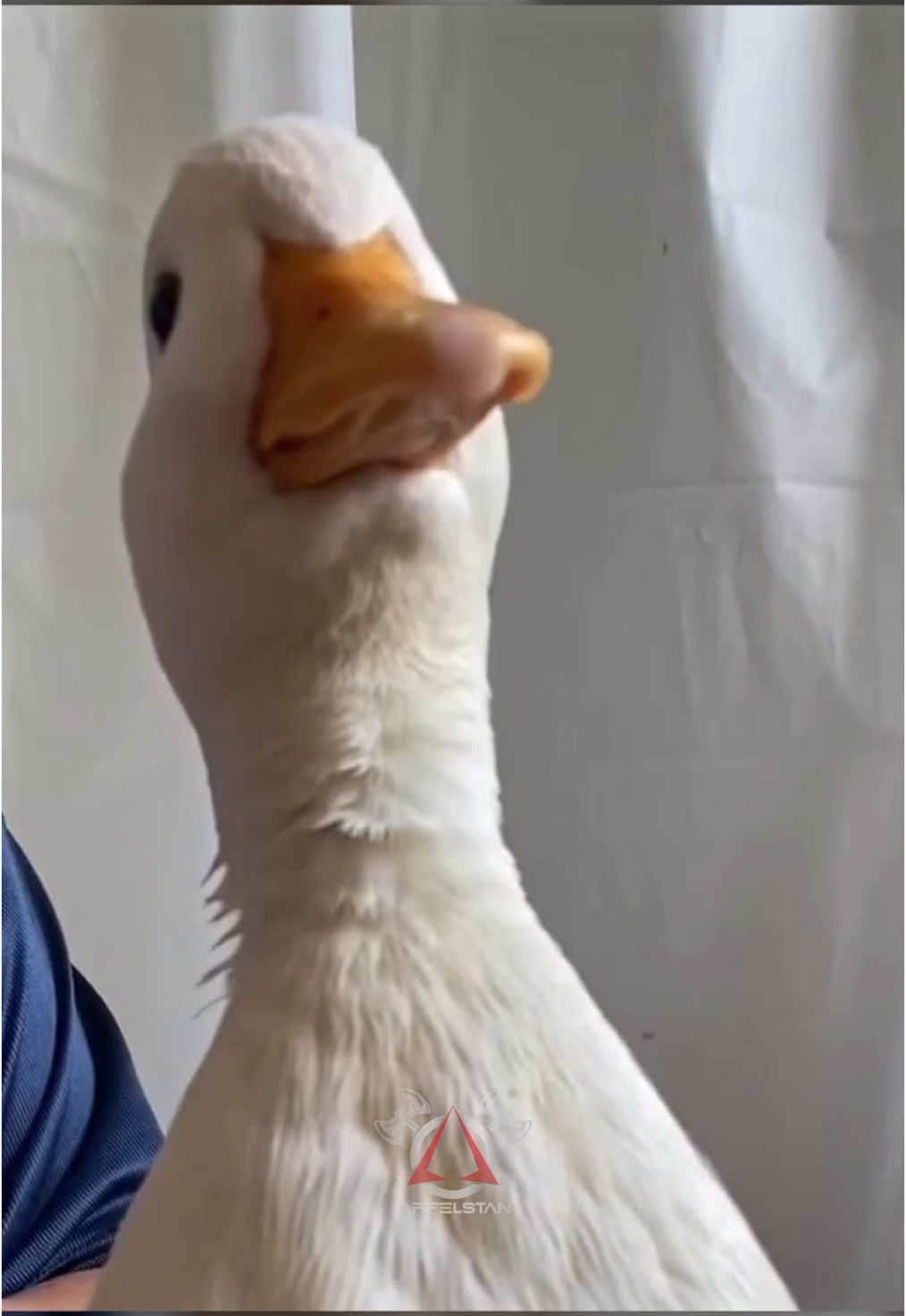 Replying to @JimBobDobalina Somebody said use more 💥 🦆 so here it is. #warzone #callofduty #rebirth #fyp #affelstan 