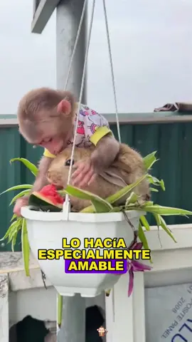 The friendship between the little monkey and the little rabbit#animals #Foryou #Friendship #Us