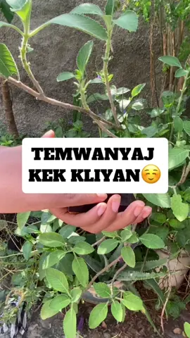 Kek kliyan pataje experiences yo ak Souplès Glow#tumeric #honey #tumericsoap #souplesse #souples #glow 